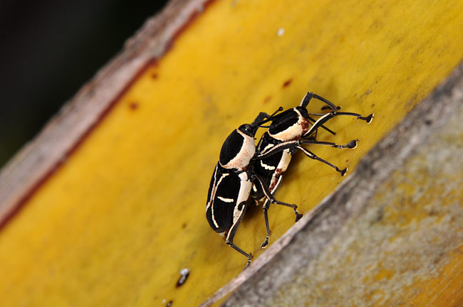 クモゾウの求愛（マダガスカル）