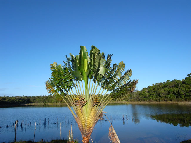 旅人の木（マダガスカル）