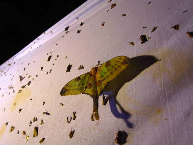 マダガスカルオナガヤママユ(マダガスカル）