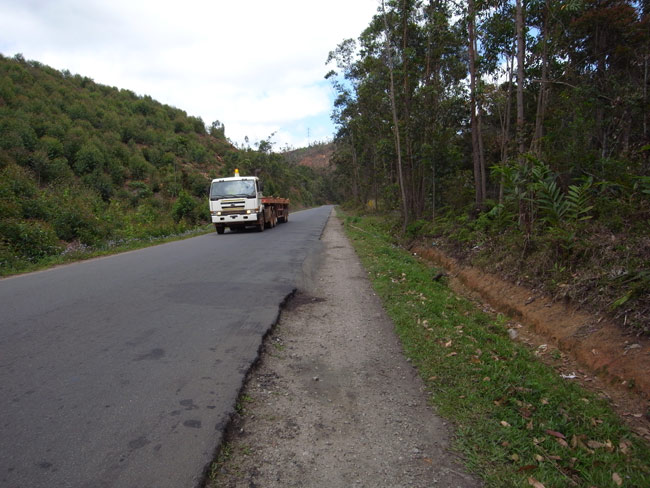 ユーカリの植林（マダガスカル）