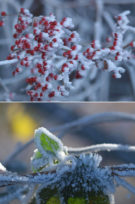 霧氷（Macro-Planar120mmF4.0)