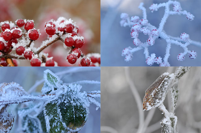 霧氷のついた植物