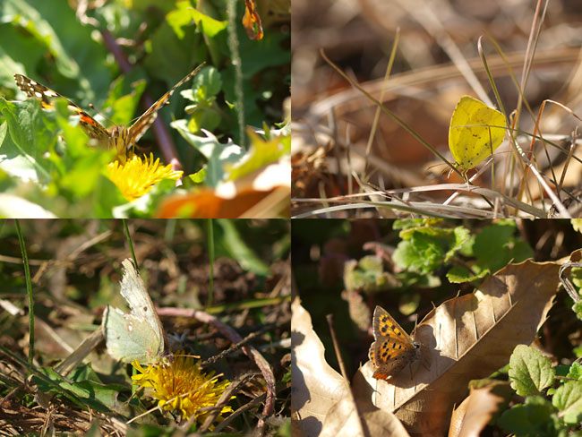 死ぬもの生きるもの