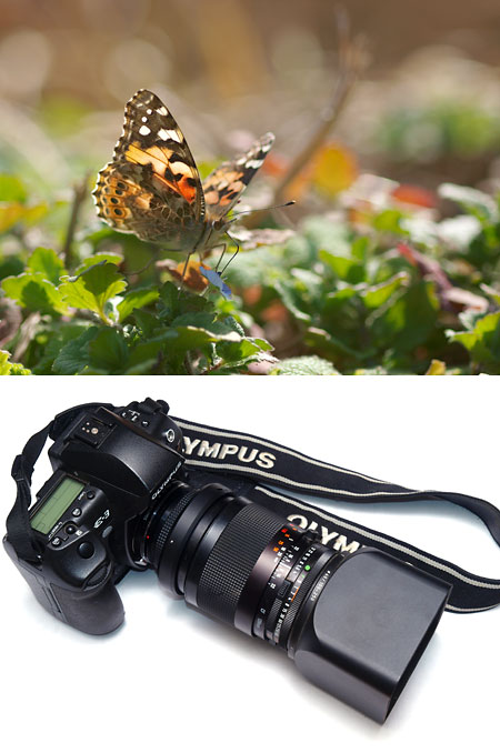 ヒメアカタテハ