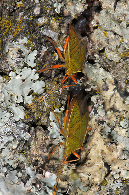 クヌギカメムシの産卵