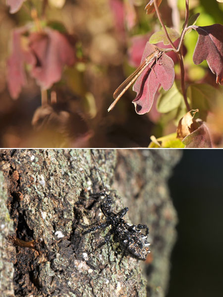 オツネントンボとヤニサシガメ