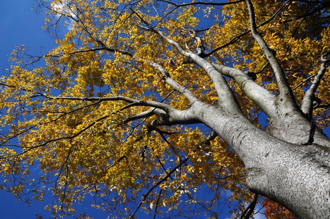 広島市植物公園
