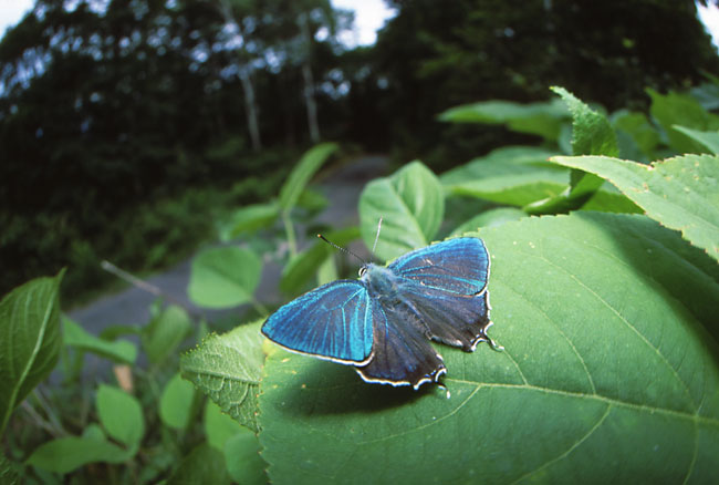 ジョウザンミドリシジミ