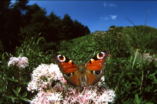 クジャクチョウ