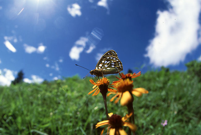 ギンボシヒョウモン