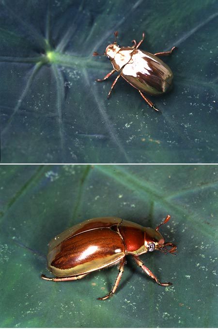 金色のコガネムシ