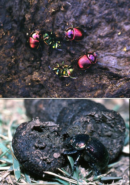 オオセンチコガネの構造色