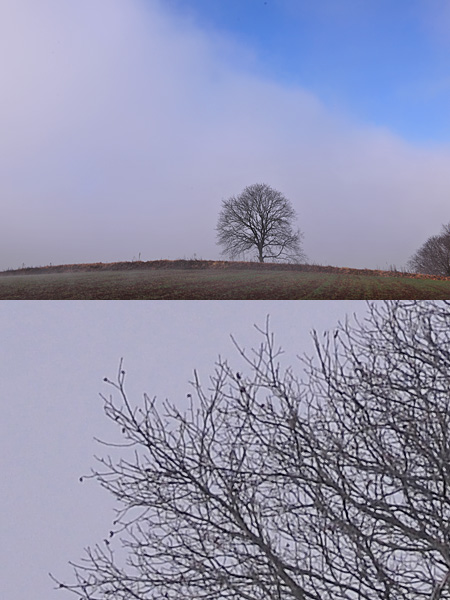 霧の中のクルミの木