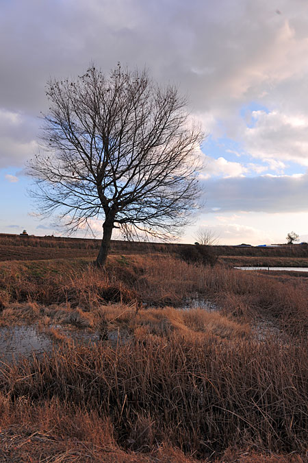 池の畔のクルミ