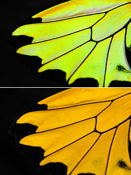 ブルキシタアゲハの構造色