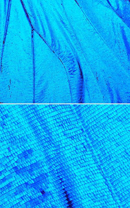 カキカモルフォの翅をアップで