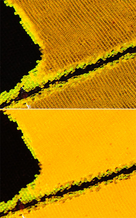 ゴライアストリバネアゲハの構造色