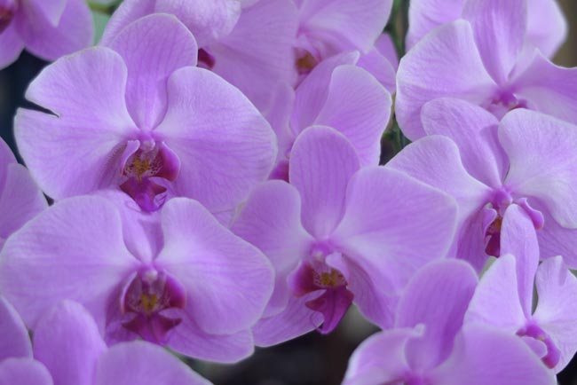 胡蝶蘭(マクロスイター）