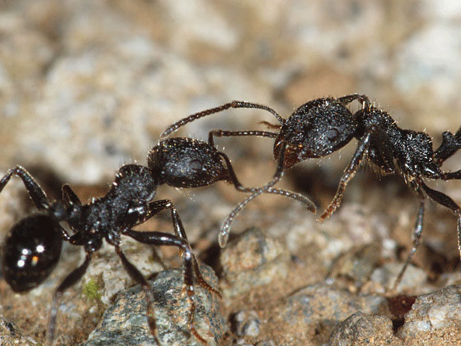 撮り納めはクロナガアリ