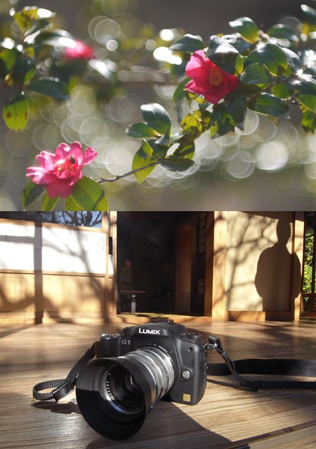 ズミルックス50mm1.4でサザンカを撮る