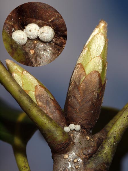 キリシマミドリシジミの卵