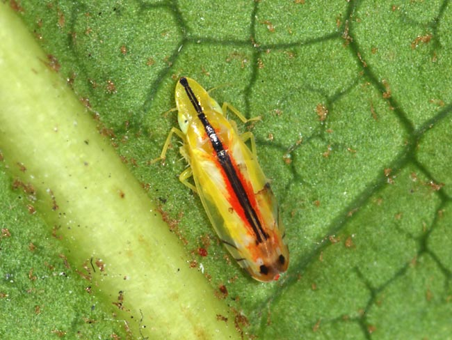 クロスジホソサジヨコバイ