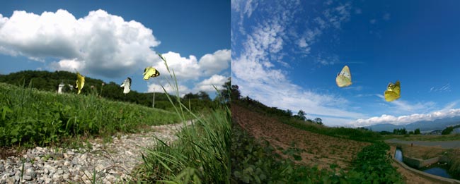 写真集と写真展「蝶の道」