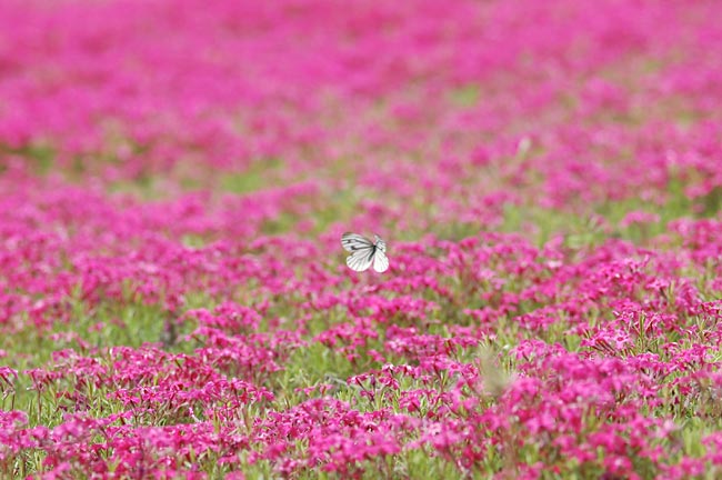 「蝶の道」東京展終了