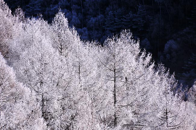 カラマツに付いた霧氷