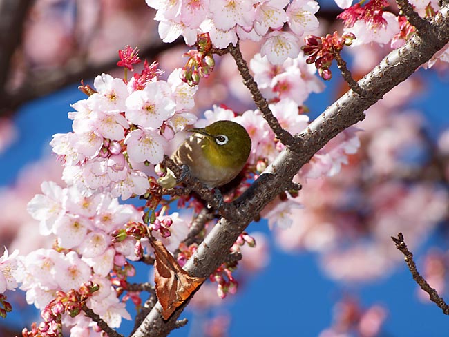 カンザクラ（寒桜）とメジロ