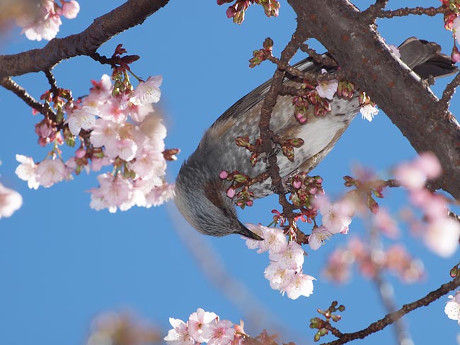 カンザクラとヒヨドリ