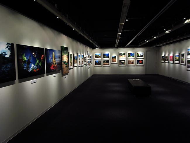 大阪で今日から写真展「蝶の道」