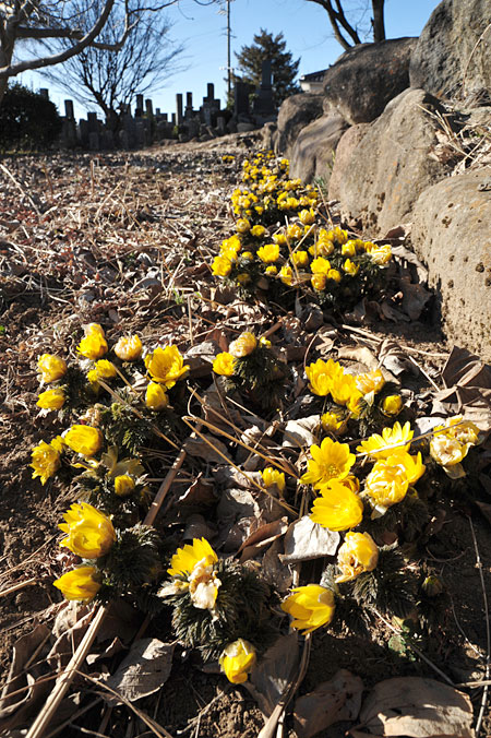 暖冬（フクジュソウ）