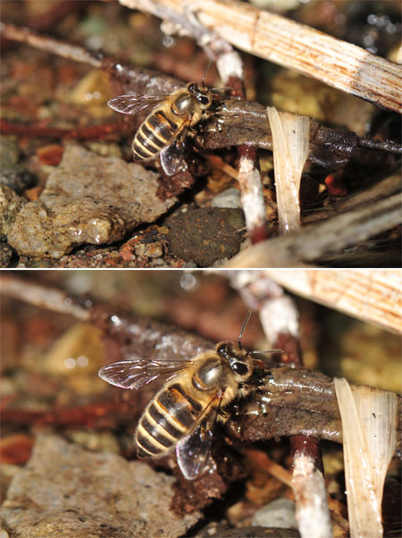 ニホンミツバチ