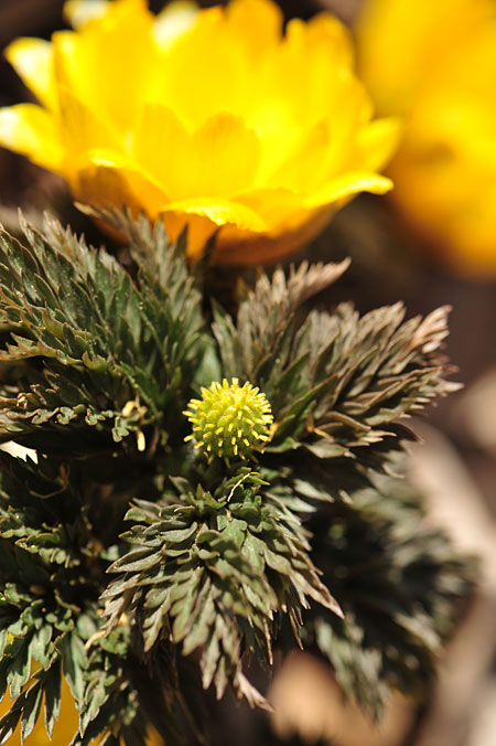 フクジュソウの種