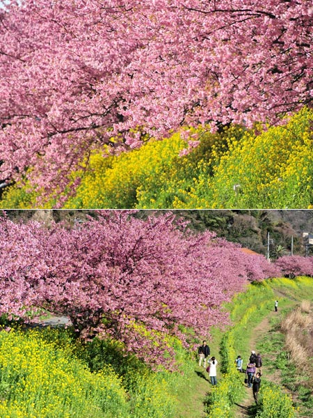河津桜(望遠ズーム)