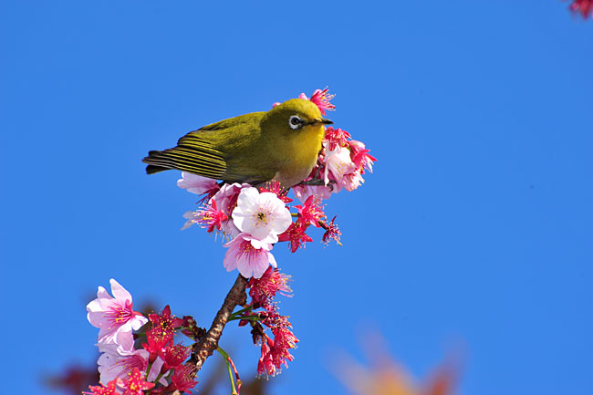 熱海桜とメジロ