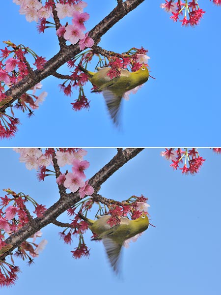 メジロとサクラRAW現像（D2XMODE3とVIVID）