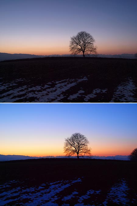 夕方のクルミの木