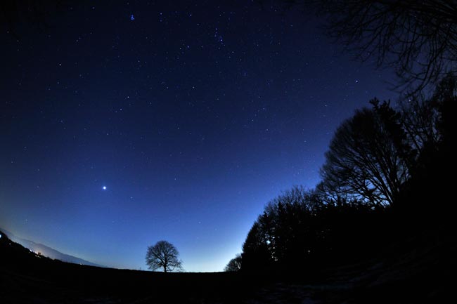 星空とクルミの木
