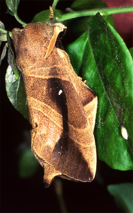 トリックアート