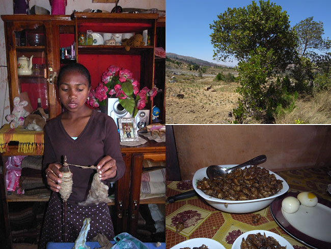 カレハガから作る絹