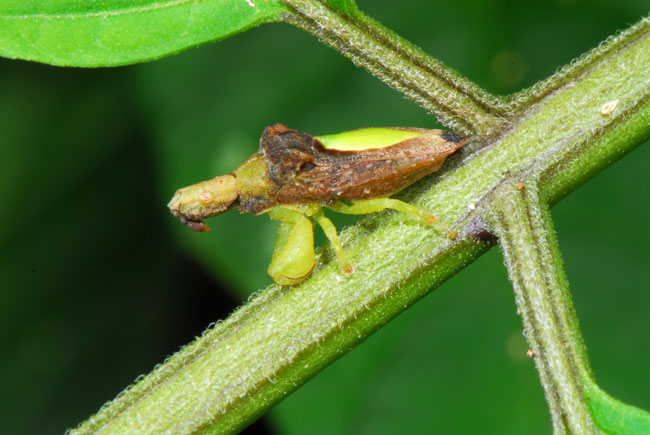 鎌のあるカメムシ