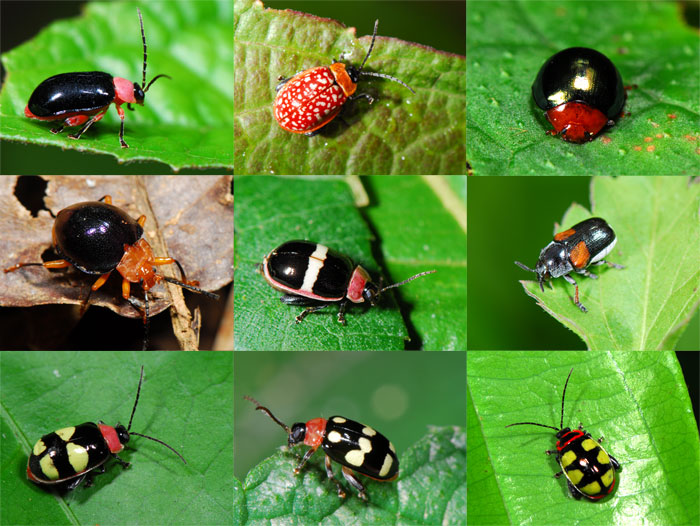 目立つ色彩のハムシ