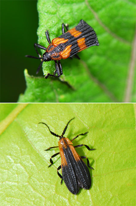 ベニボタルとハムシの擬態