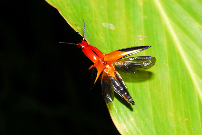 赤と黒のコメツキムシ