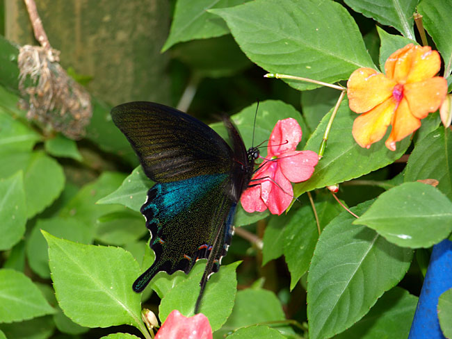 オキナワカラスアゲハ