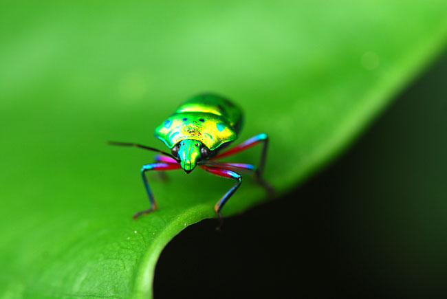 ナナホシキンカメ