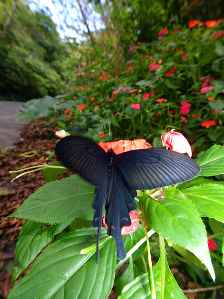 沖縄のジャコウアゲハ