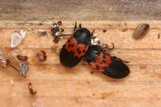 アカオビカツオブシムシ